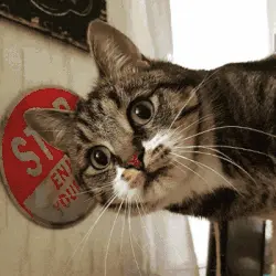 Twój kot jako postać z kreskówki?