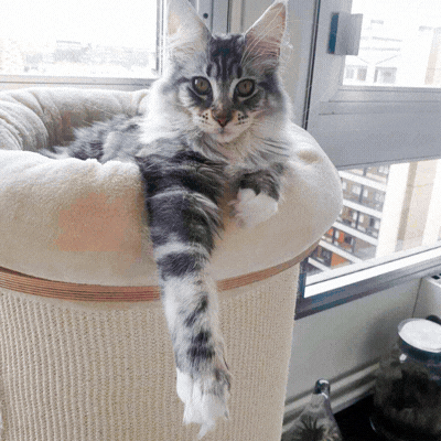 A co jeśli Twój kot ukrywa prawdziwego bohatera?