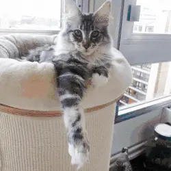 Twój kot jako superbohater?