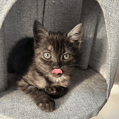 Twój kot zasługuje na królewski portret