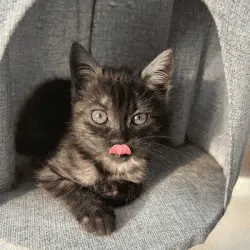 Twój kot zasługuje na królewski portret!