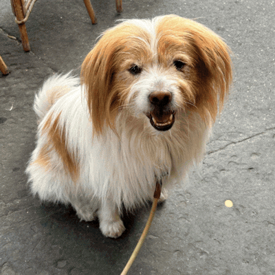 Co by było, gdyby Twój pies stał się postacią 3D?