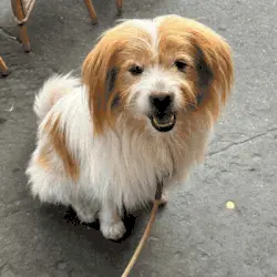 Twój pies jako postać z kreskówki?