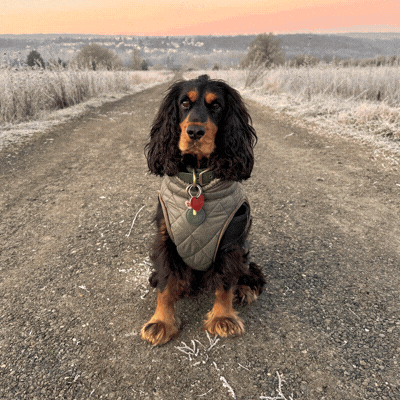 A co jeśli Twój pies ukrywa prawdziwego bohatera?