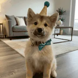 Twój pies zasługuje na królewski portret!