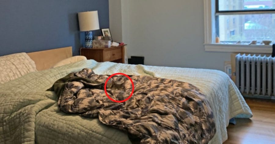 Katze versteckt sich im Bett