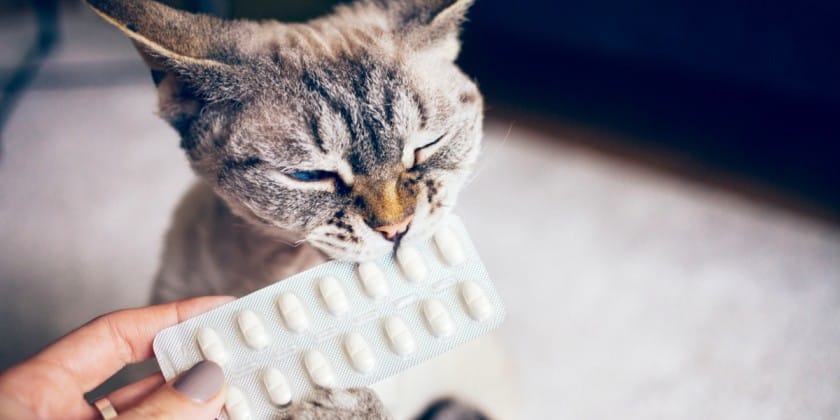 gato oliendo medicamentos humanos 