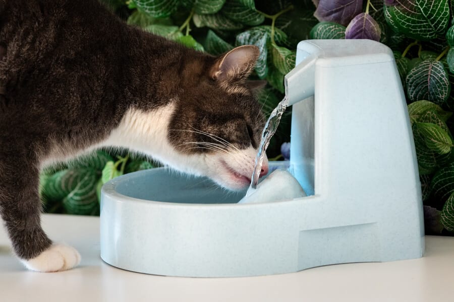 kot pije wodę