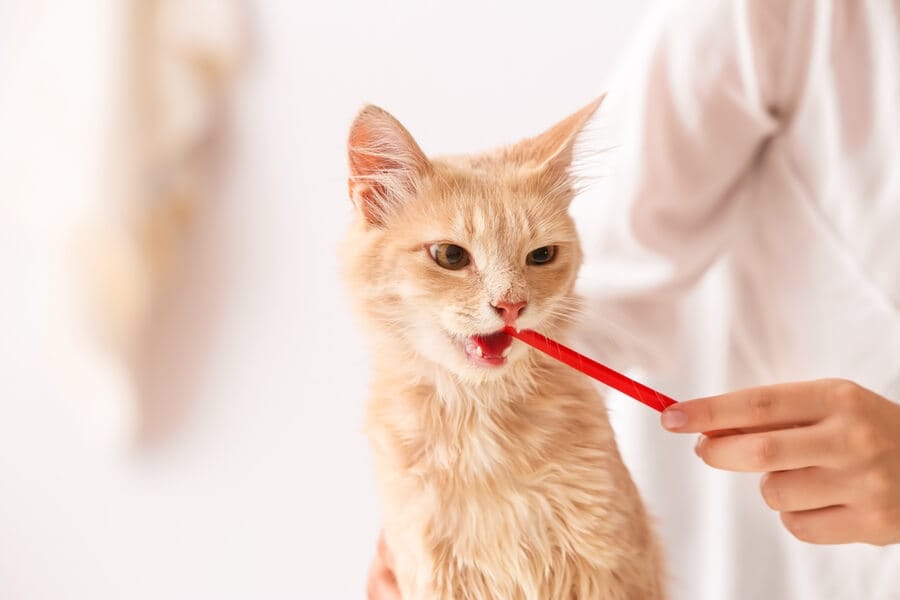 czyszczenie zębów kota