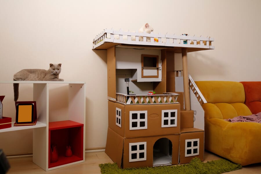 kartonowy dom dla kota