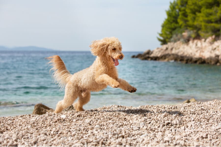 pies na plaży w Chorwacji
